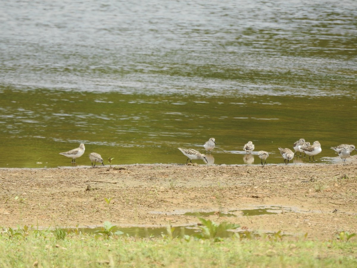 Semipalmated Sandpiper - ML619700526