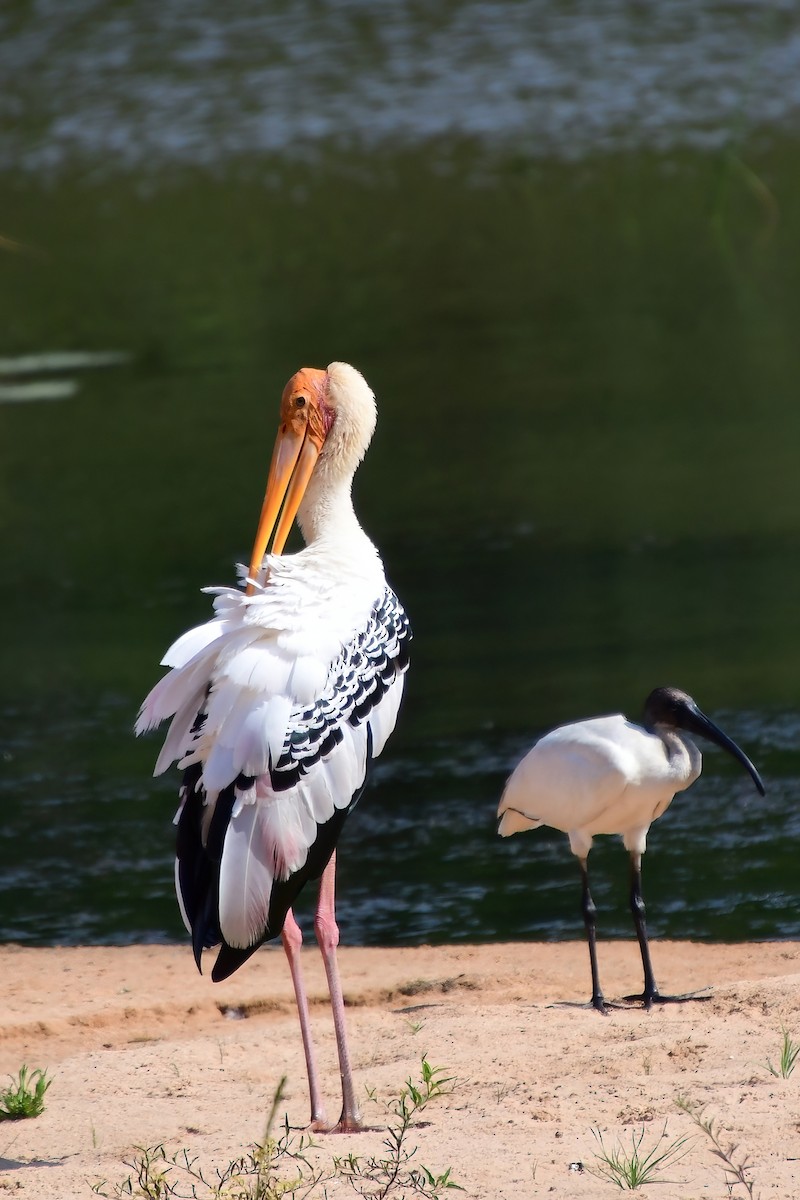 Painted Stork - ML619700538