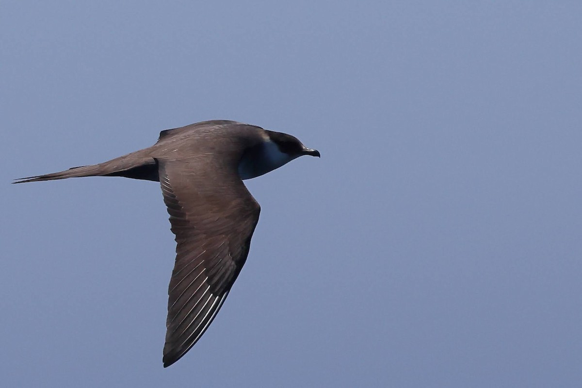 Parasitic Jaeger - ML619700553