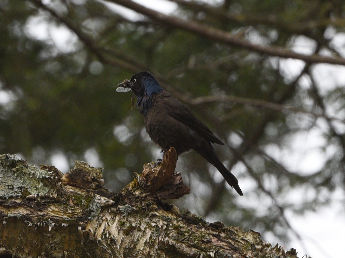 Common Grackle - ML619700554