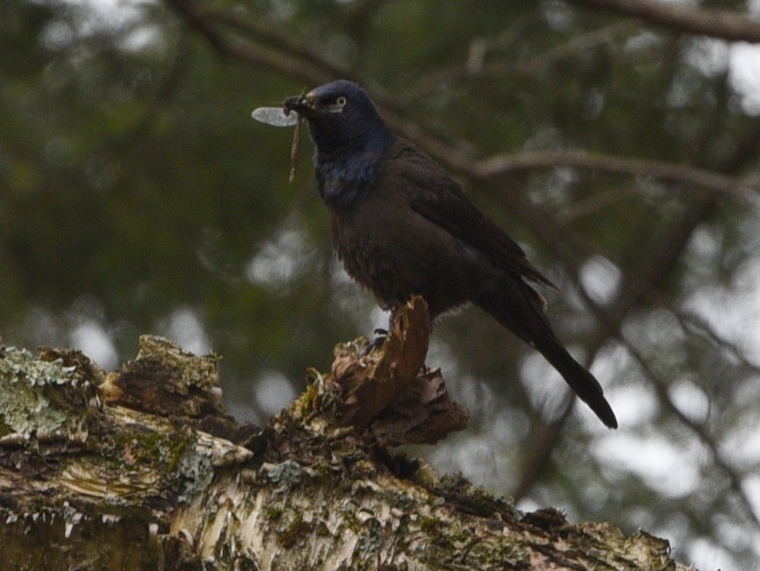 Common Grackle - ML619700555