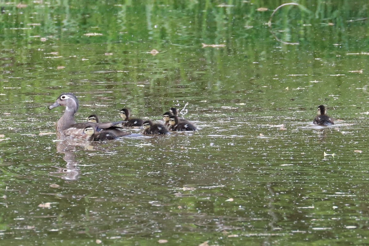 Wood Duck - ML619700566