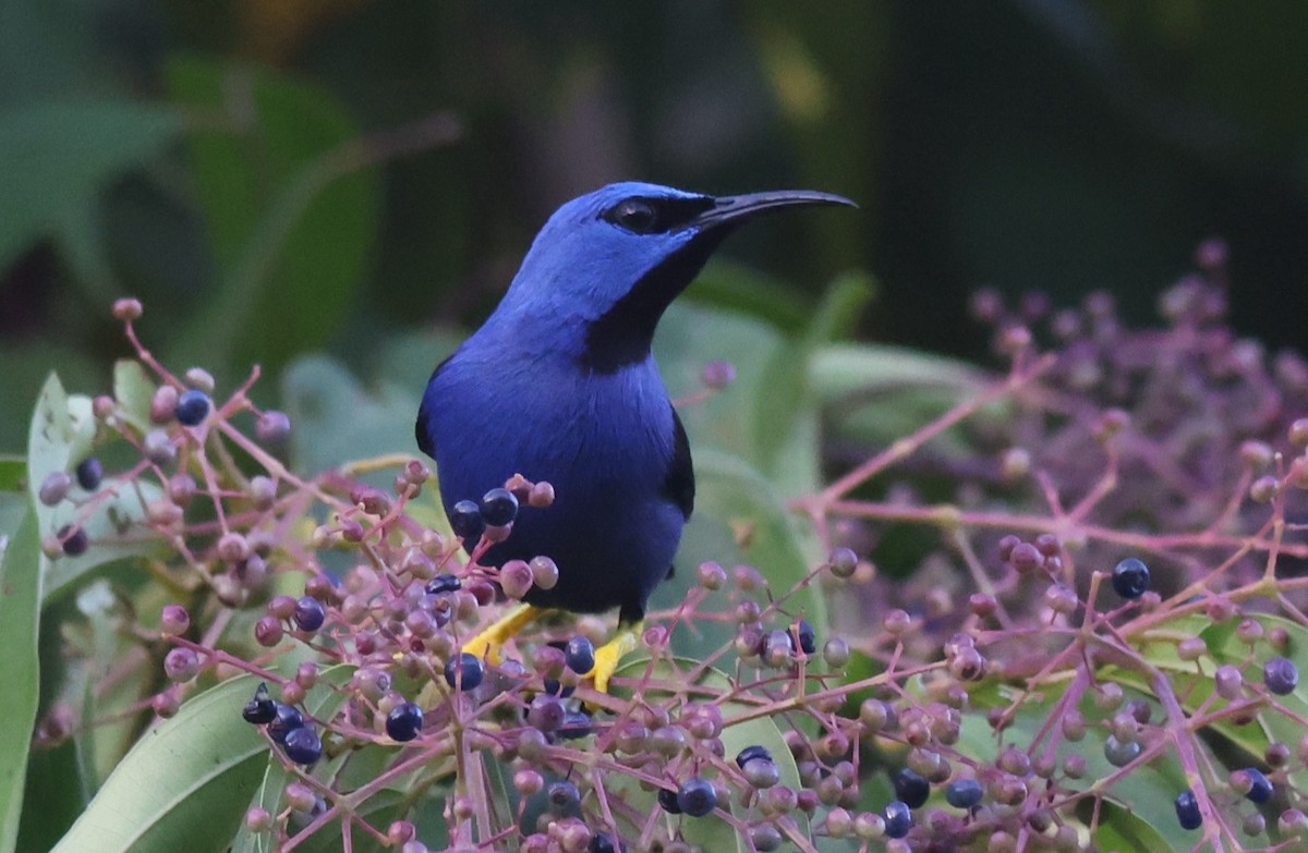 Shining Honeycreeper - ML619700584