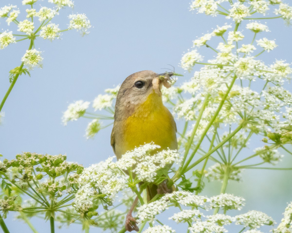 Common Yellowthroat - ML619700593