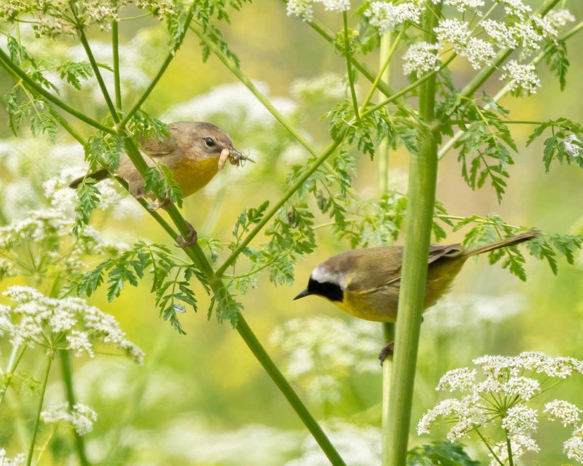 Common Yellowthroat - ML619700594