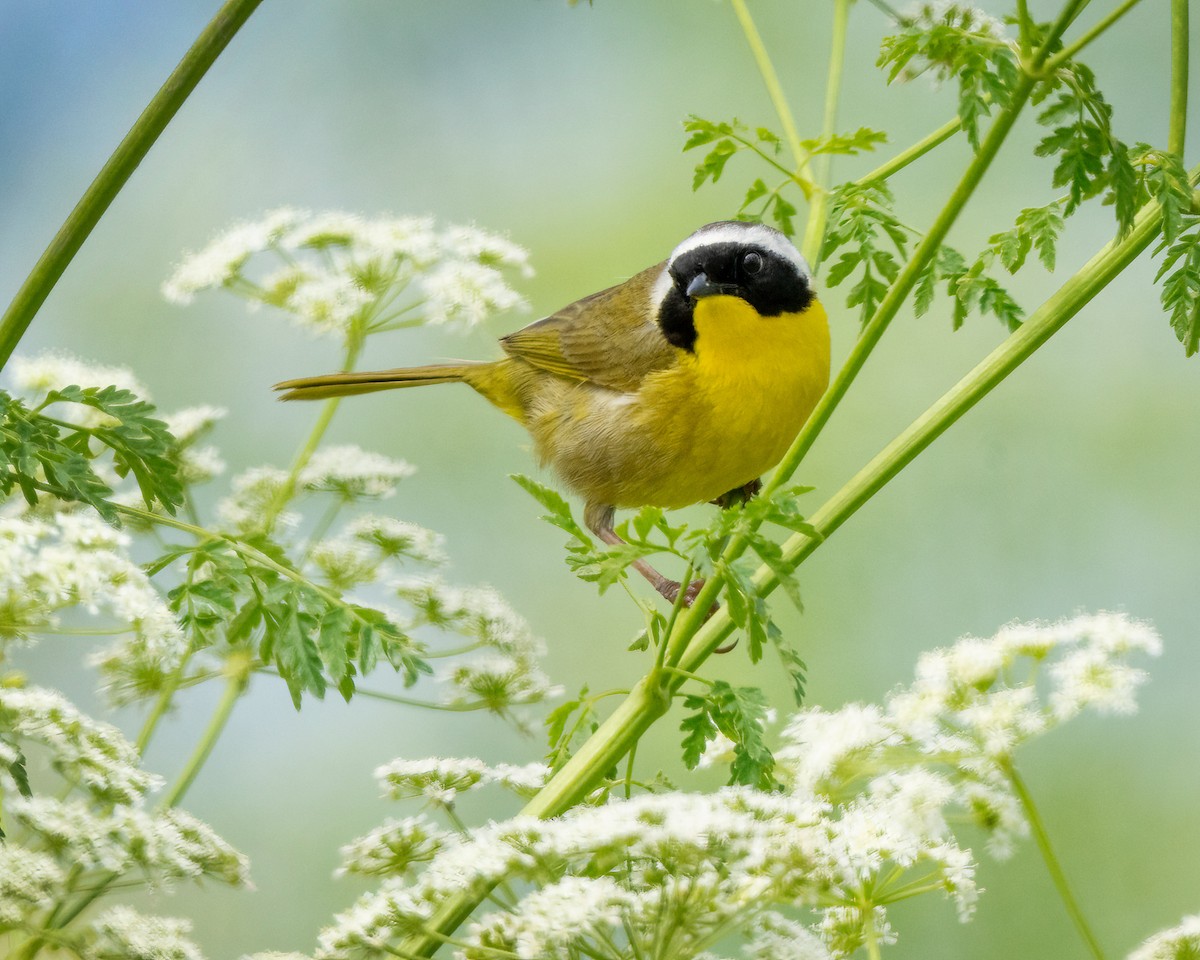 Common Yellowthroat - ML619700596