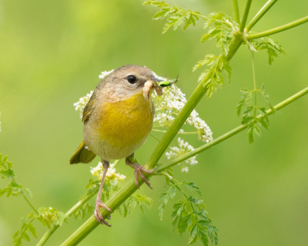 Common Yellowthroat - ML619700597