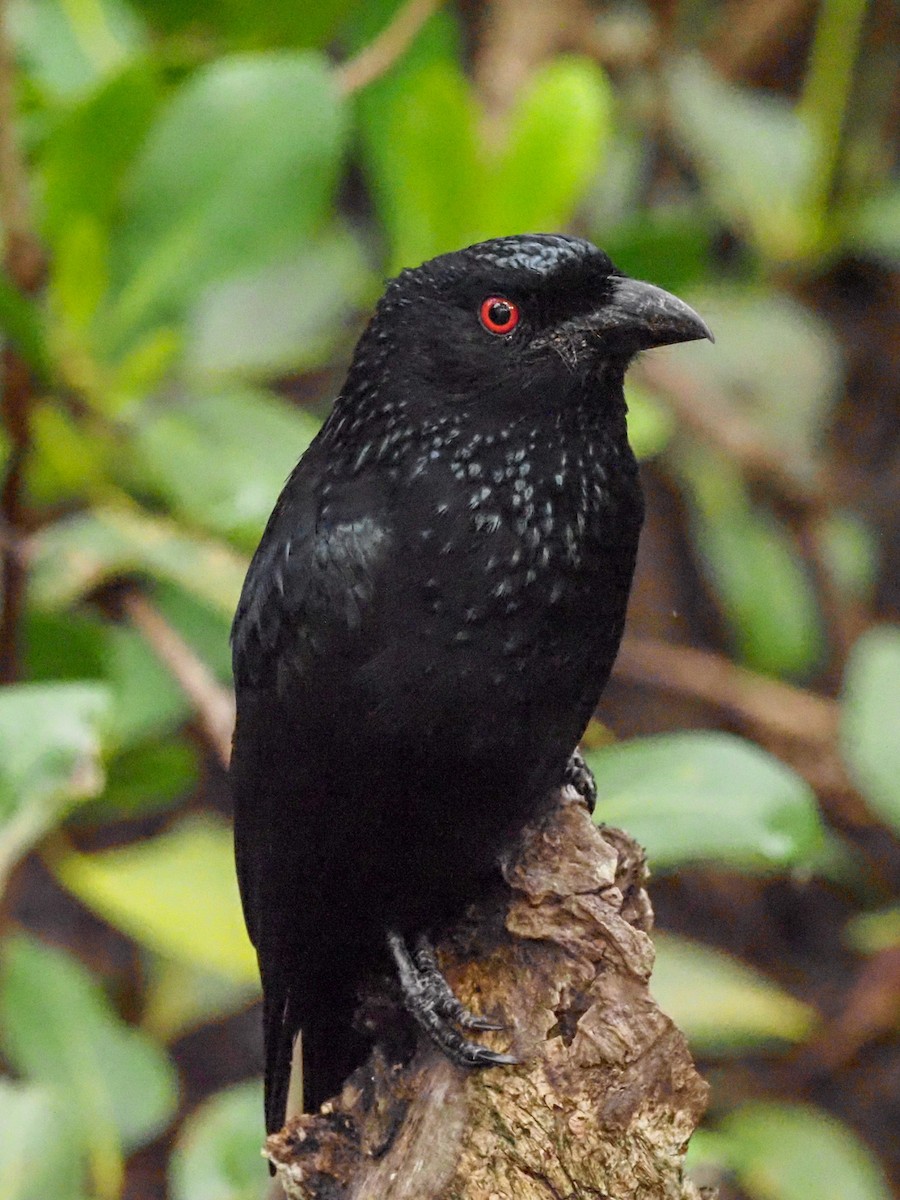 Spangled Drongo - ML619700601