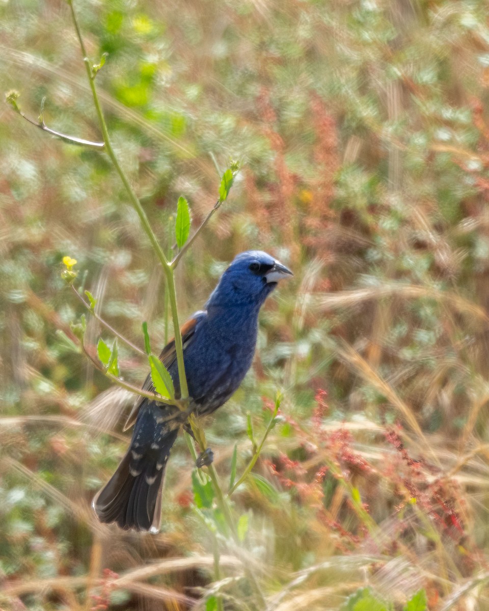 Blue Grosbeak - ML619700605