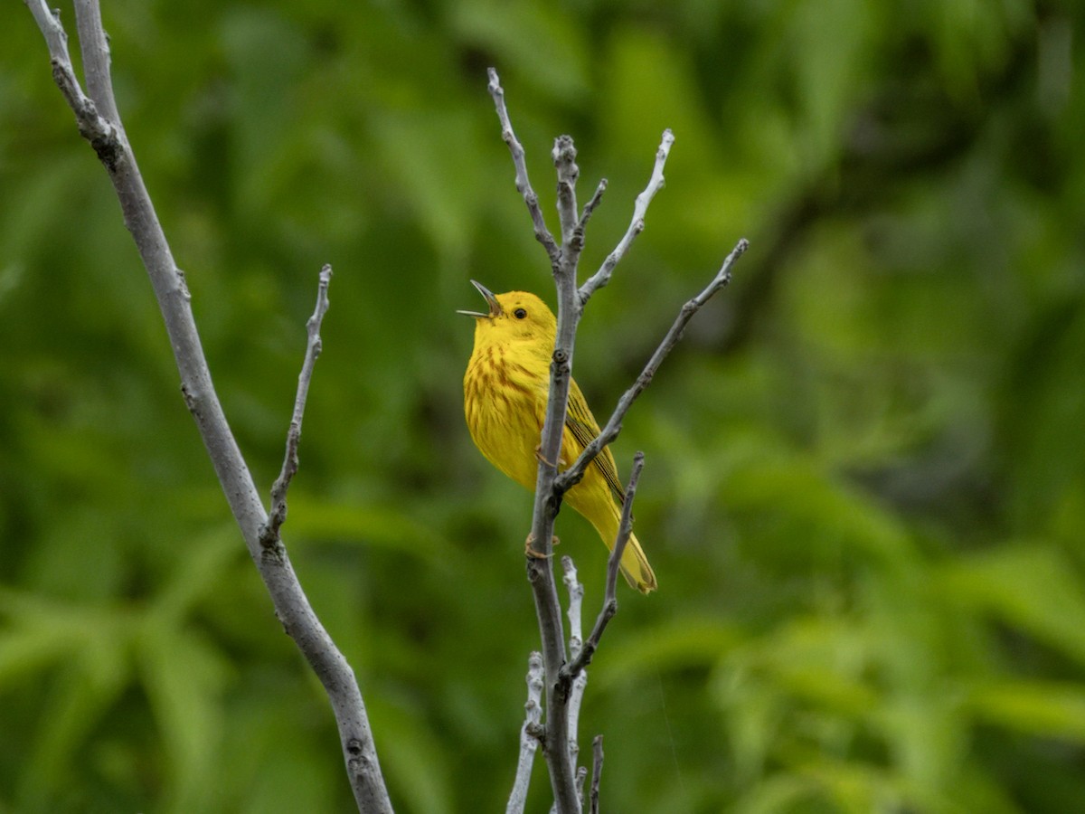 Yellow Warbler - Tony Peterson