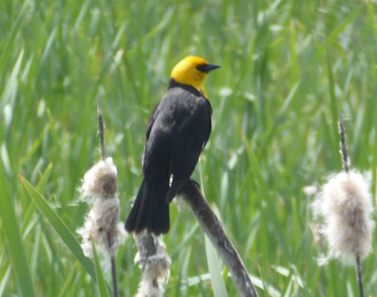Yellow-headed Blackbird - Glenn Laubaugh