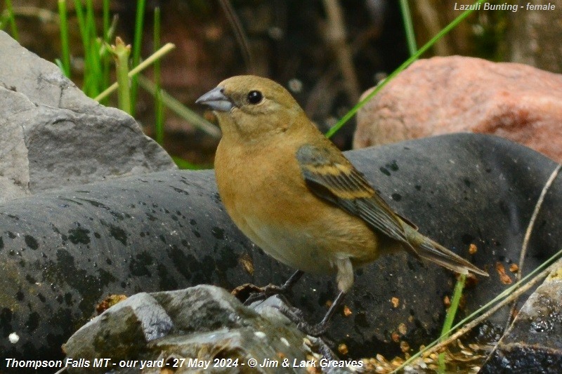 Lazuli Bunting - ML619700626