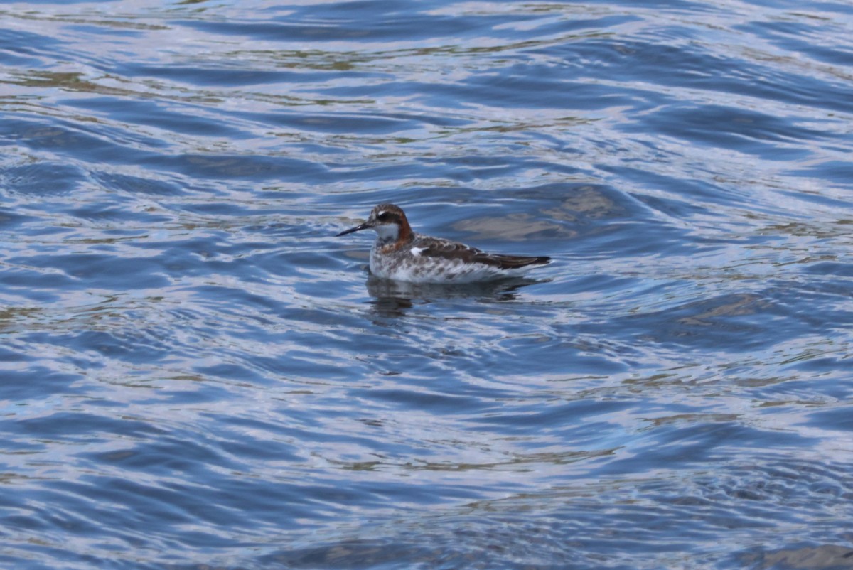 Phalarope à bec étroit - ML619700668