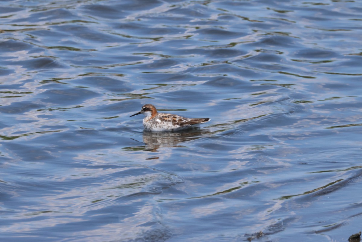 Red-necked Phalarope - ML619700671