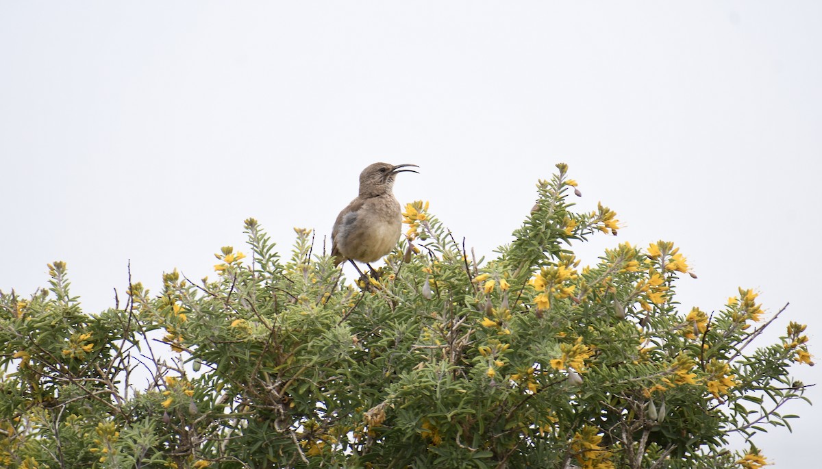 California Thrasher - ML619700677