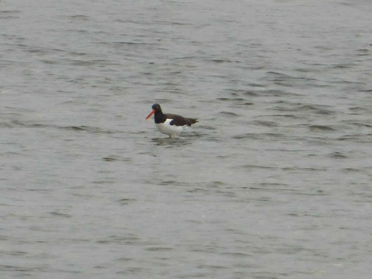 American Oystercatcher - ML619700716