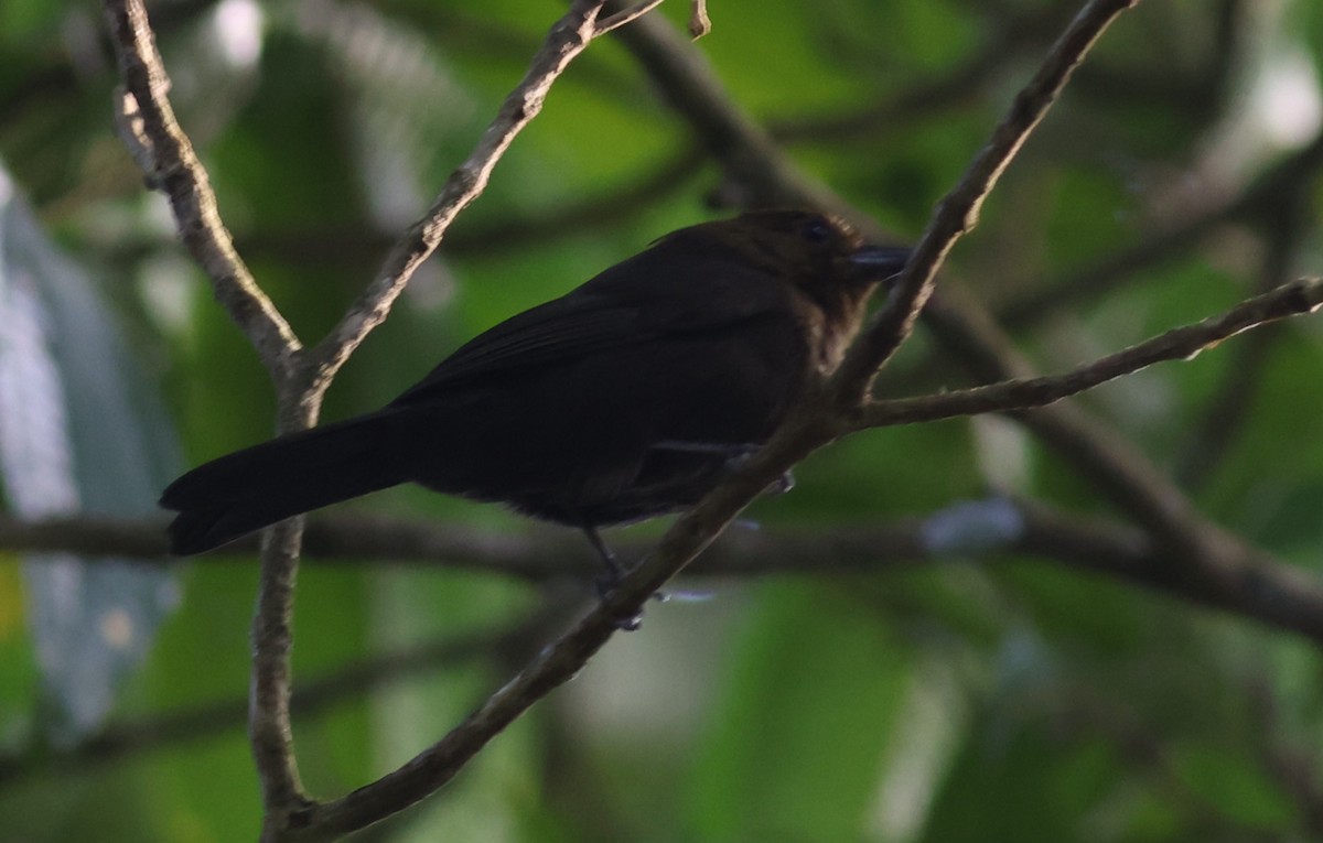 Tawny-crested Tanager - ML619700719