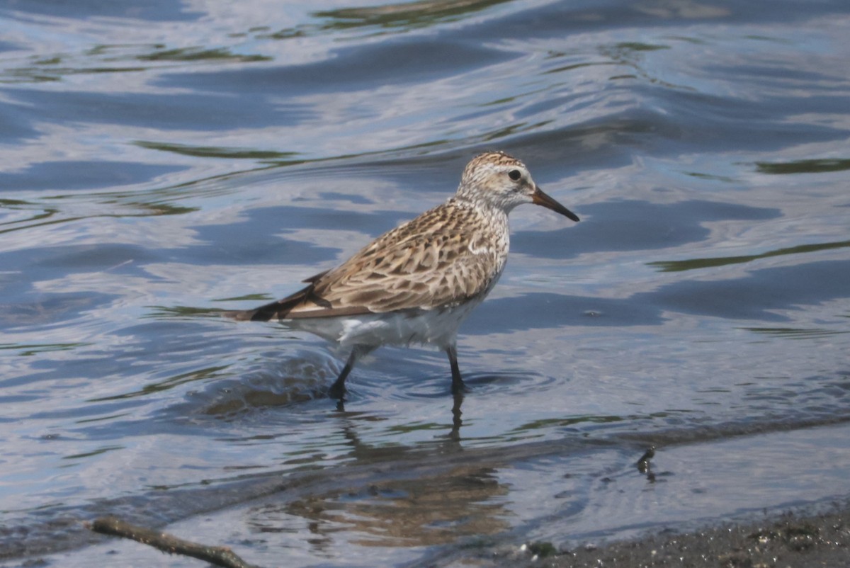 Weißbürzel-Strandläufer - ML619700744