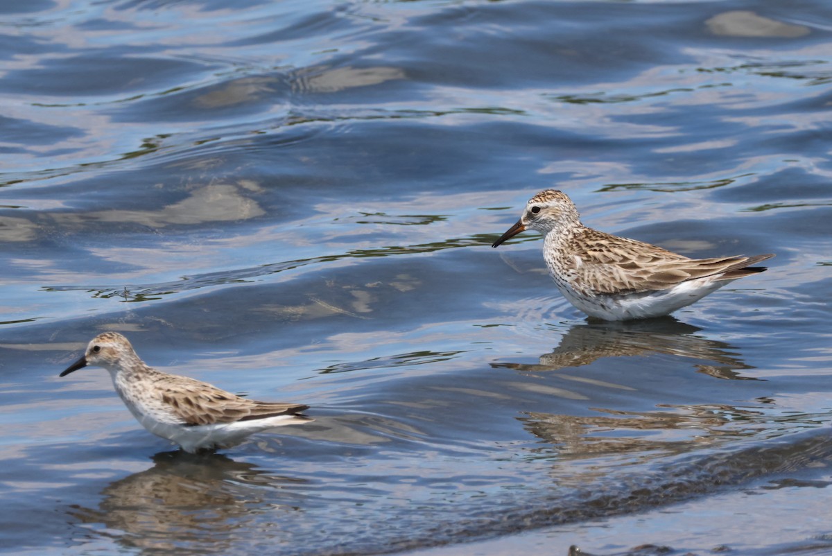 Weißbürzel-Strandläufer - ML619700745