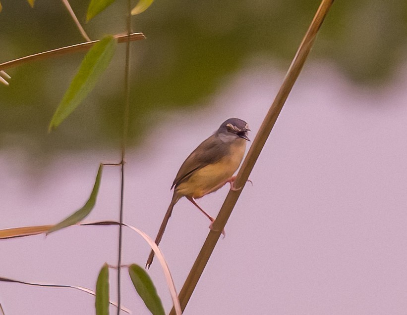 Prinia Ventriamarilla - ML619700752