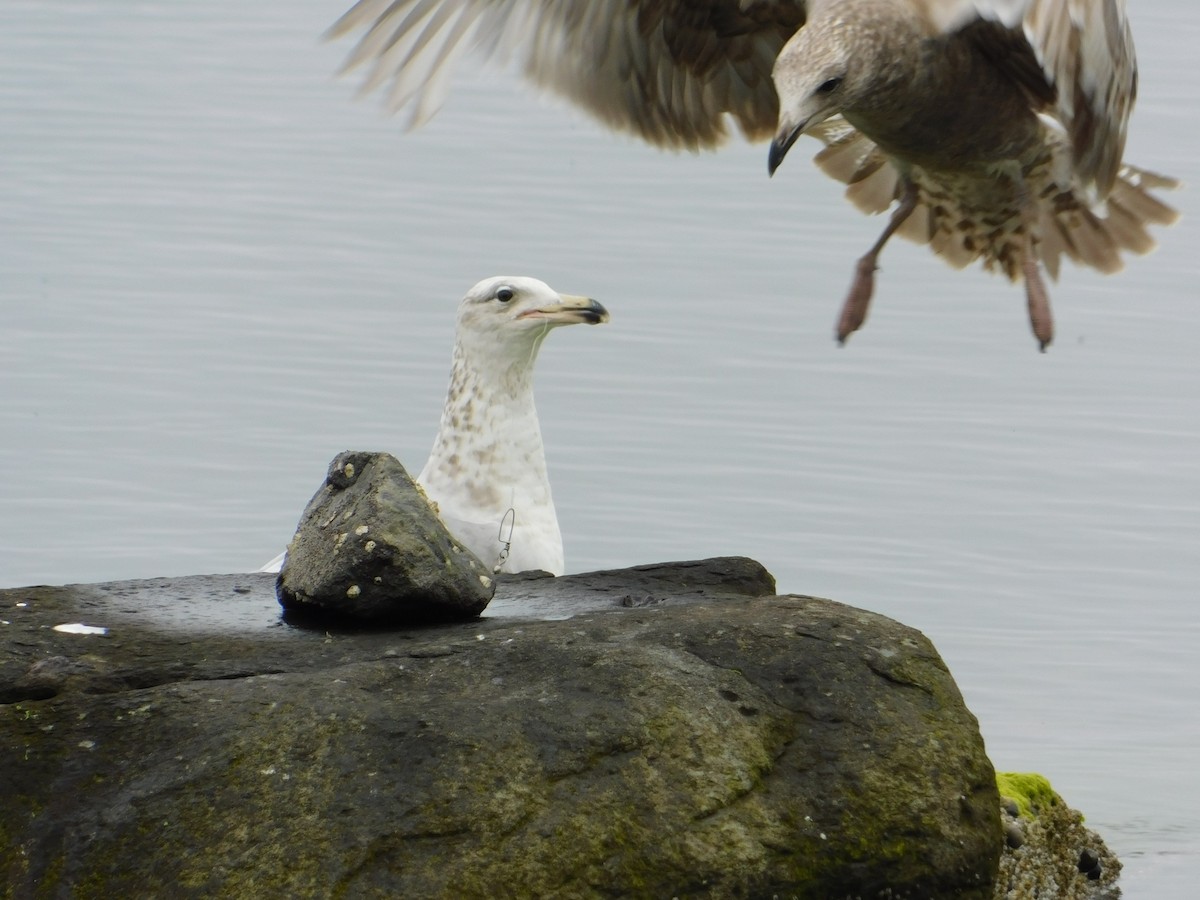 Herring Gull - ML619700779