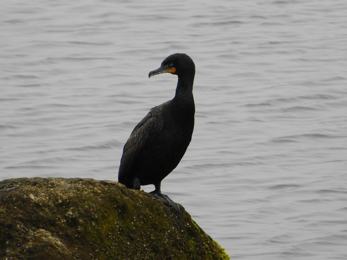 Double-crested Cormorant - ML619700798