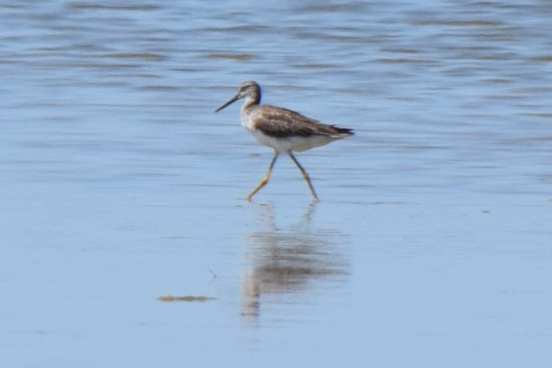 Greater Yellowlegs - ML619700806