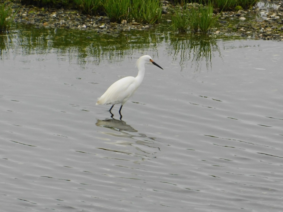 Snowy Egret - ML619700820