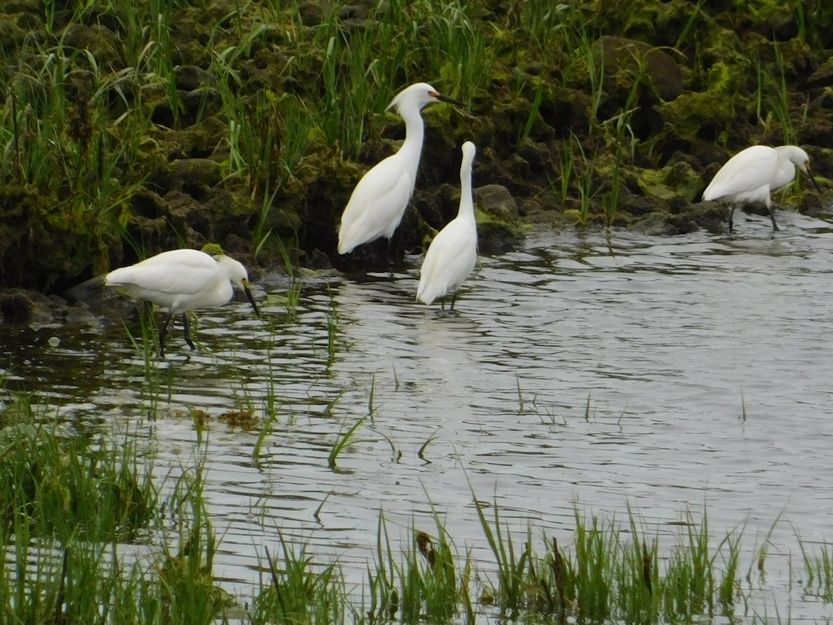 Snowy Egret - ML619700833