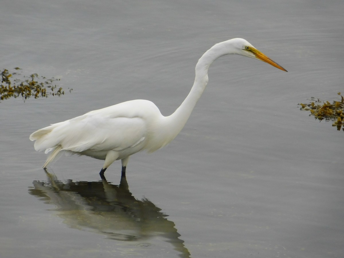 Great Egret - ML619700842