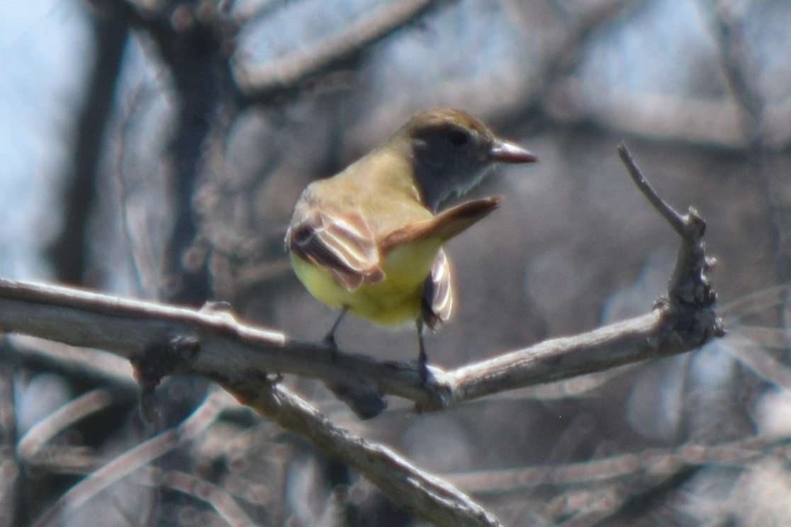 Great Crested Flycatcher - ML619700857