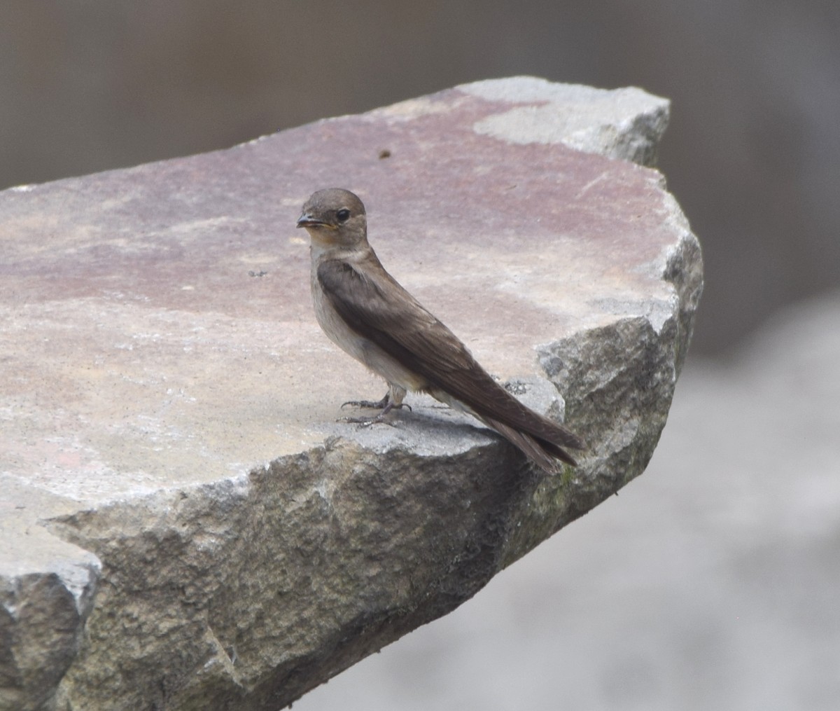 Northern Rough-winged Swallow - ML619700872