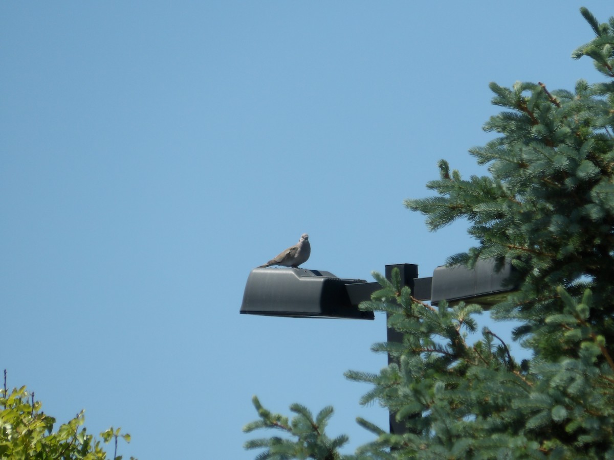 Eurasian Collared-Dove - ML619700891