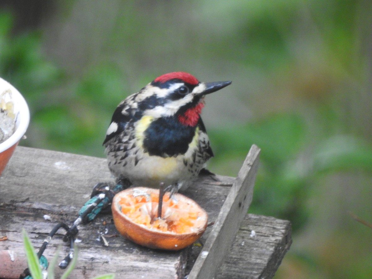 Yellow-bellied Sapsucker - ML619700908