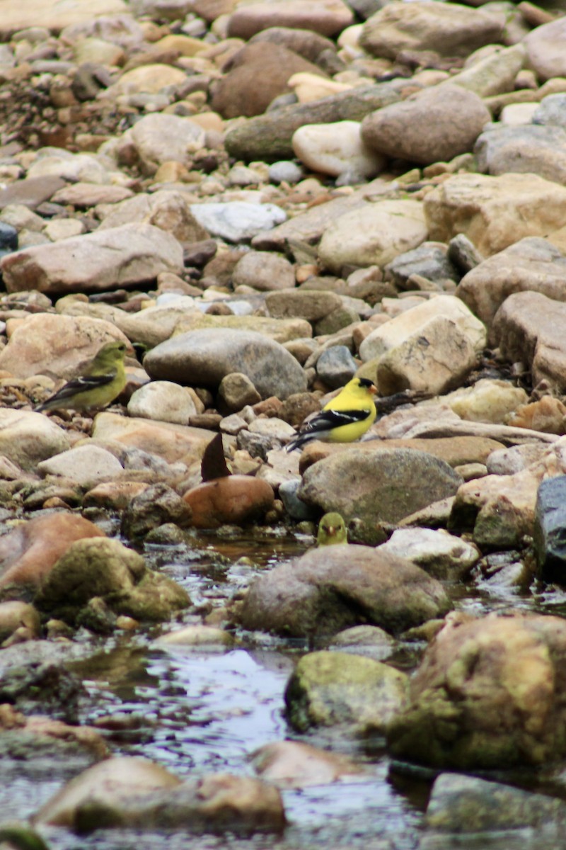 Chardonneret jaune - ML619700939