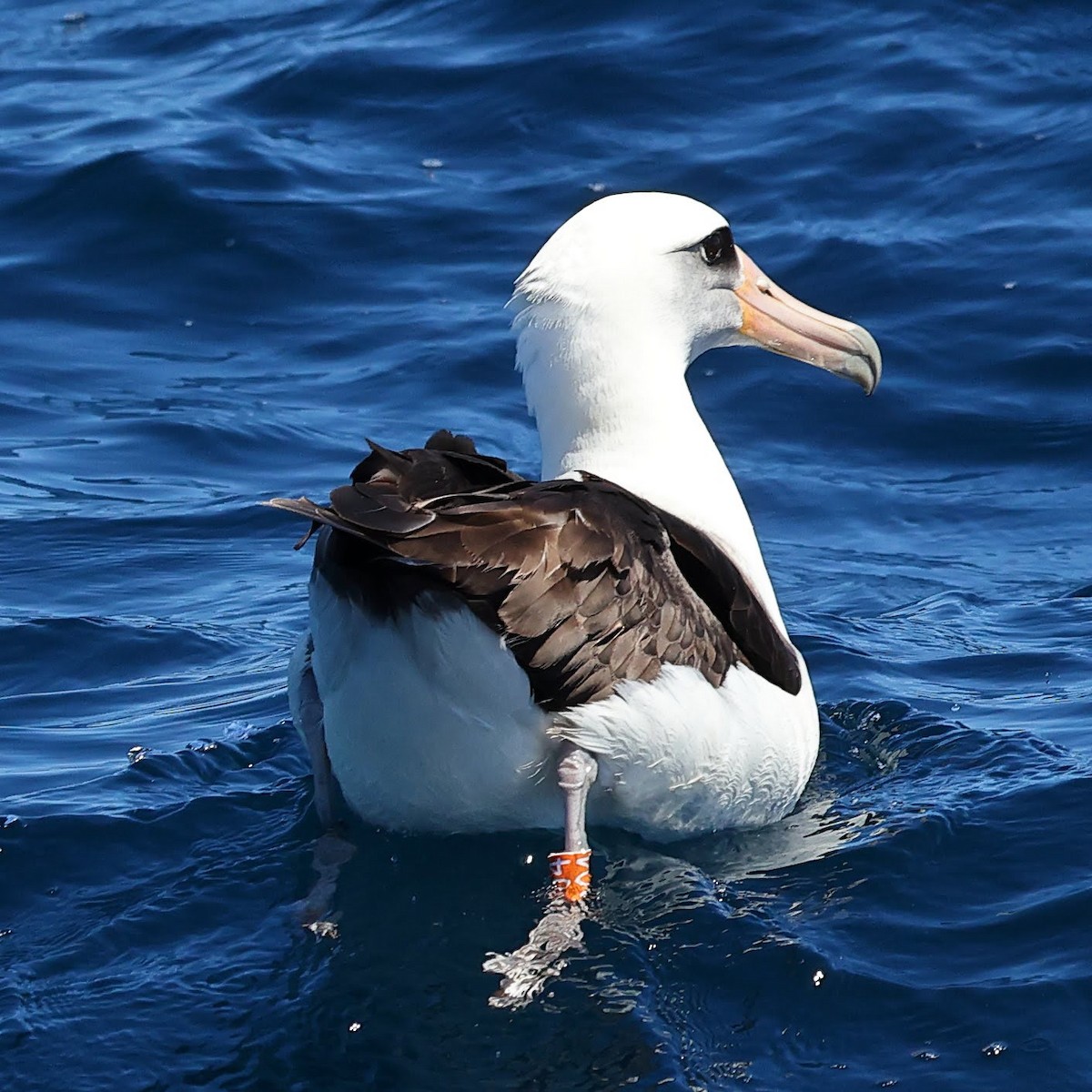 Laysan Albatross - ML619700940