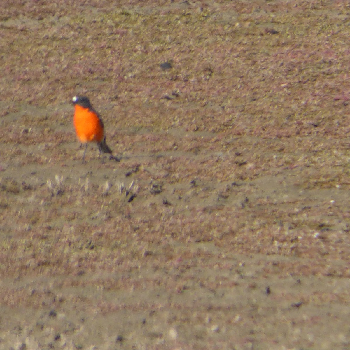 Flame Robin - Michael O’Sullivan