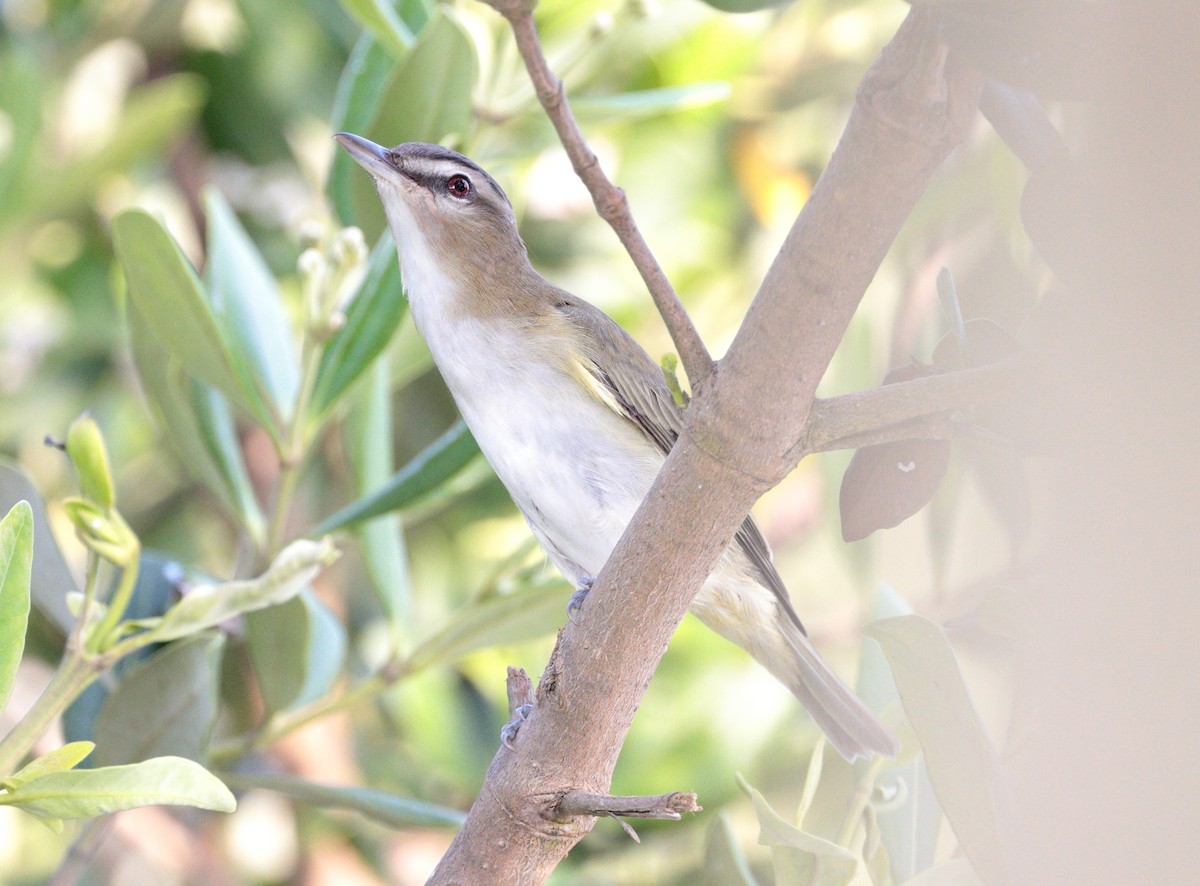 rødøyevireo - ML619700971