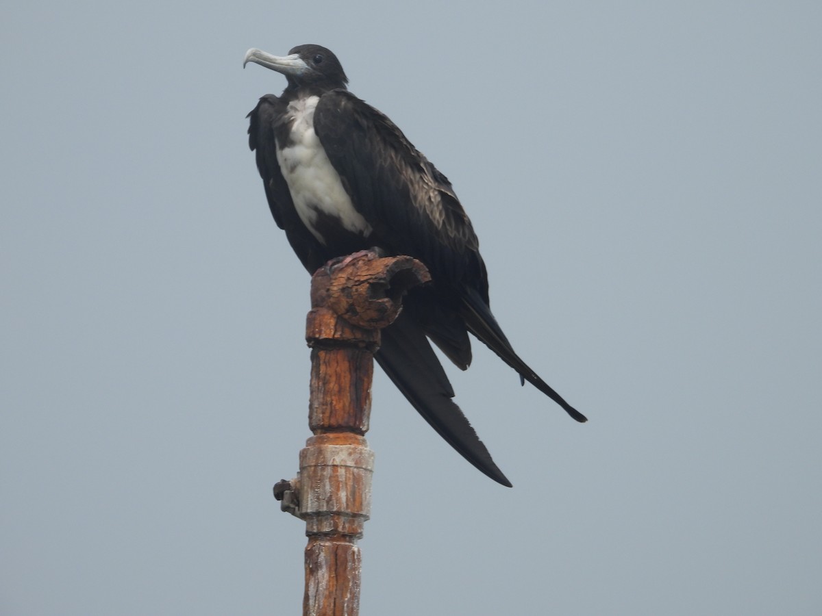 Magnificent Frigatebird - ML619701002