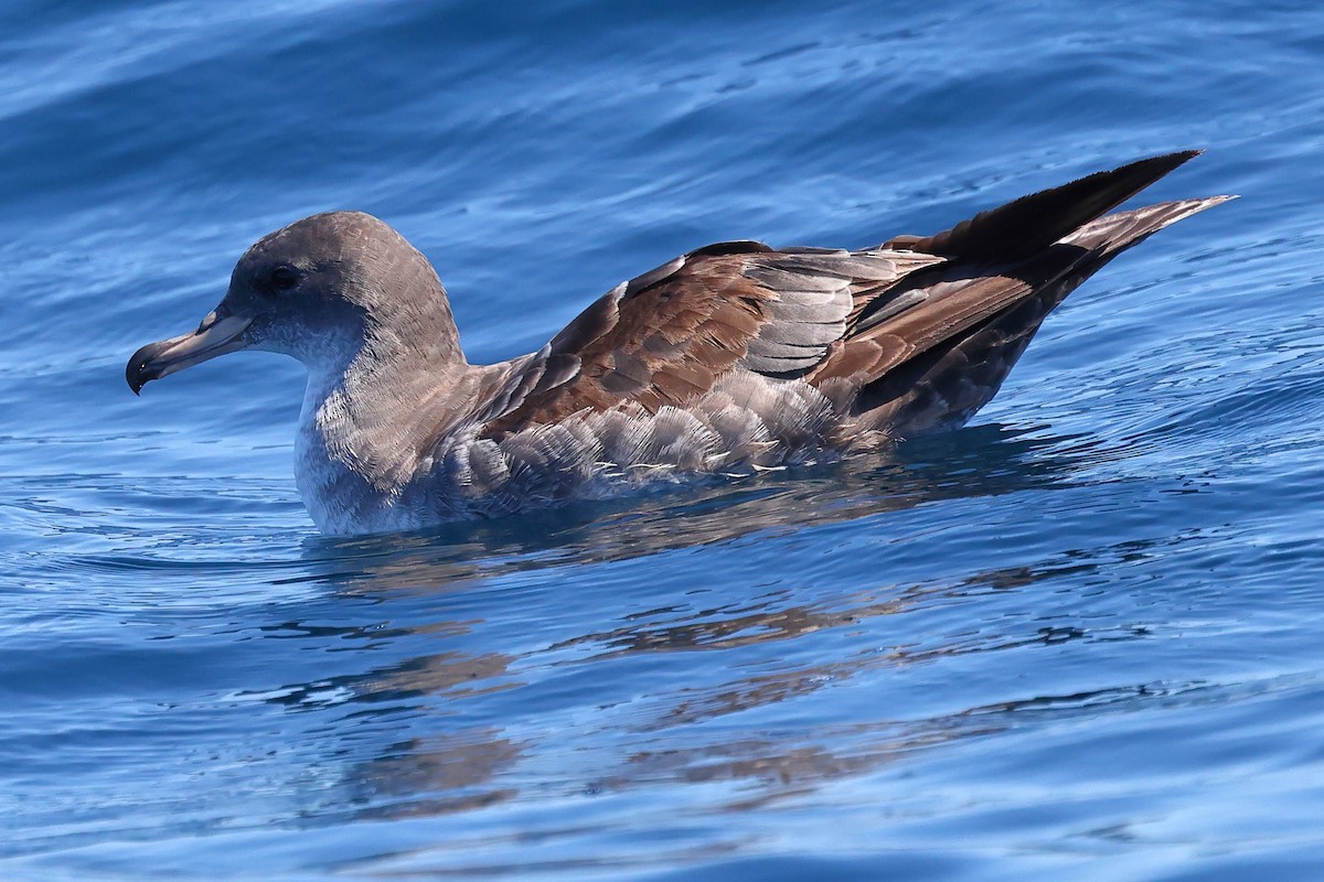 Pink-footed Shearwater - ML619701007