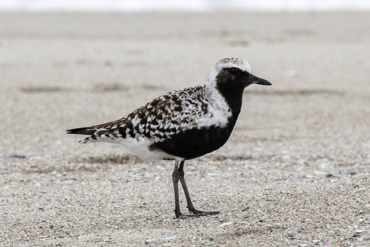 Black-bellied Plover - ML619701043