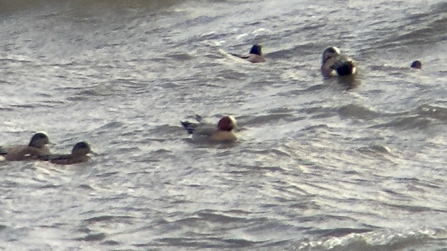 Eurasian Wigeon - ML619701062