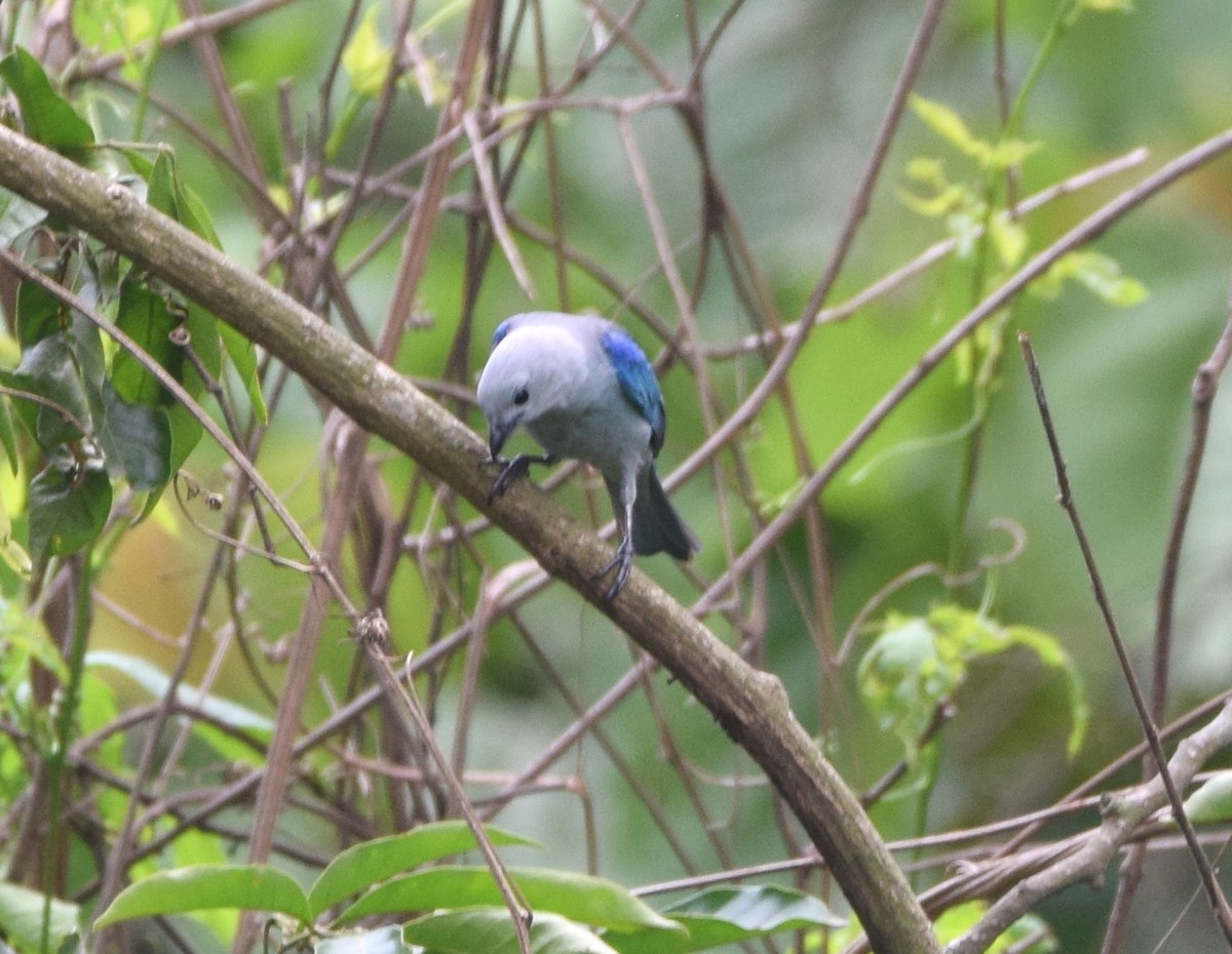 Blue-gray Tanager - ML619701081