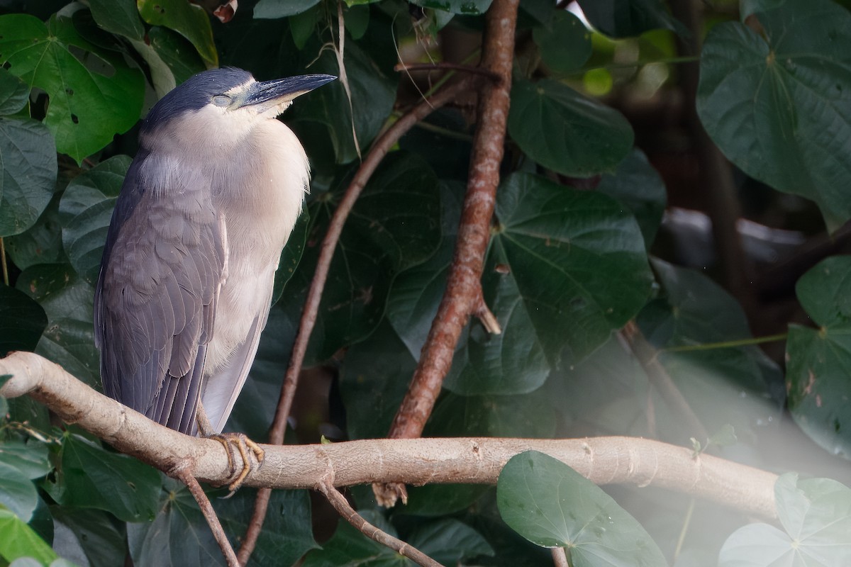 Black-crowned Night Heron - ML619701101