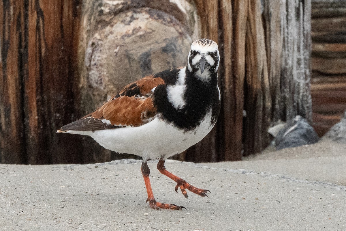 Ruddy Turnstone - ML619701105