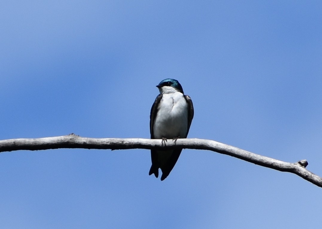 Tree Swallow - ML619701108