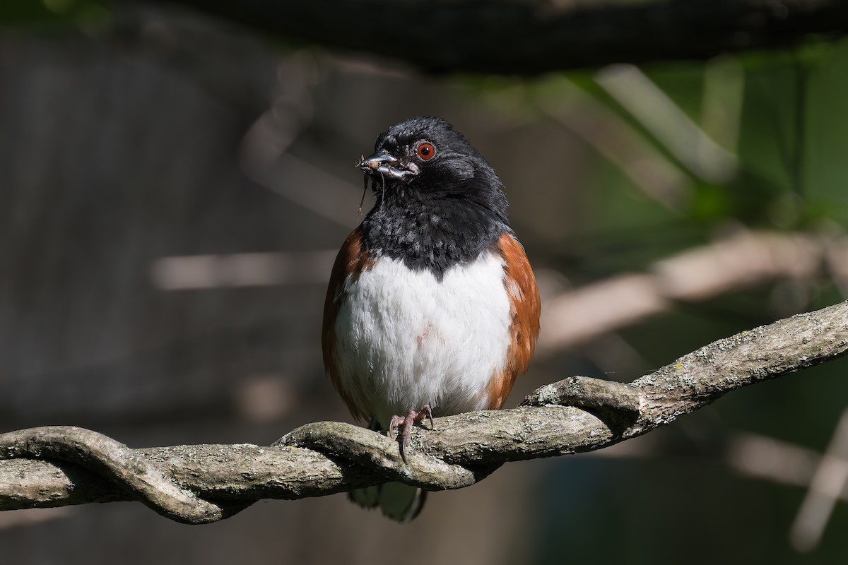 Eastern Towhee - ML619701122