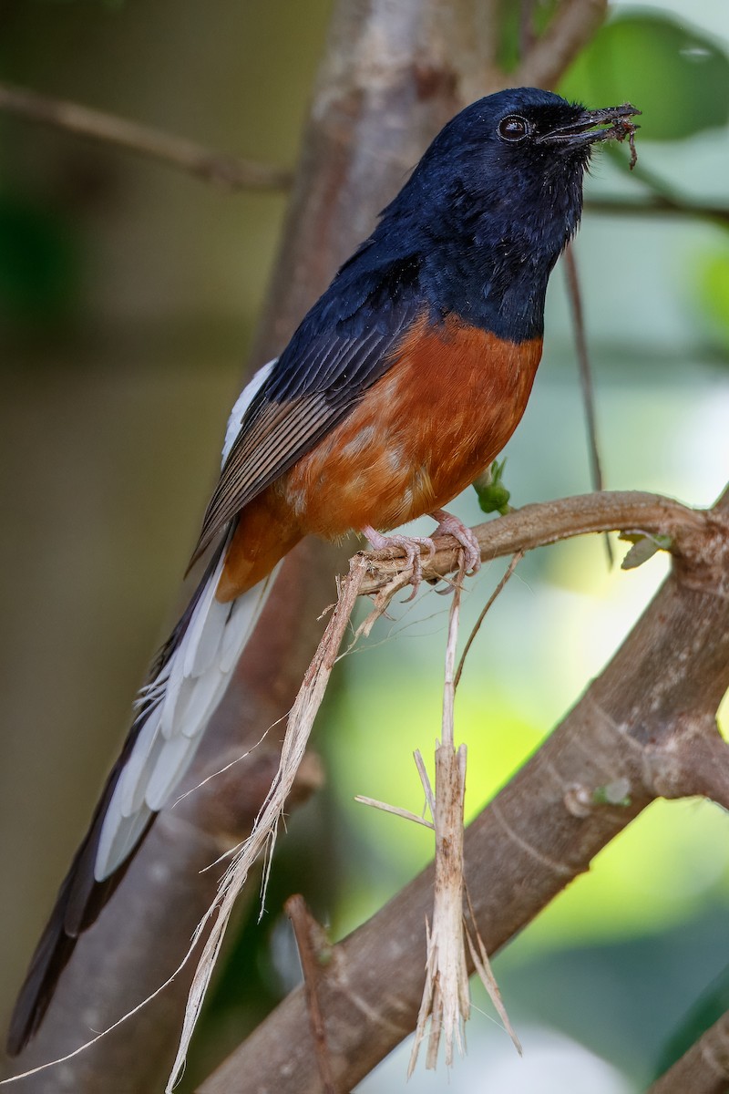 White-rumped Shama - ML619701124