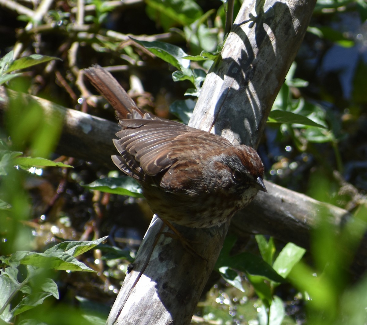 Song Sparrow - ML619701126