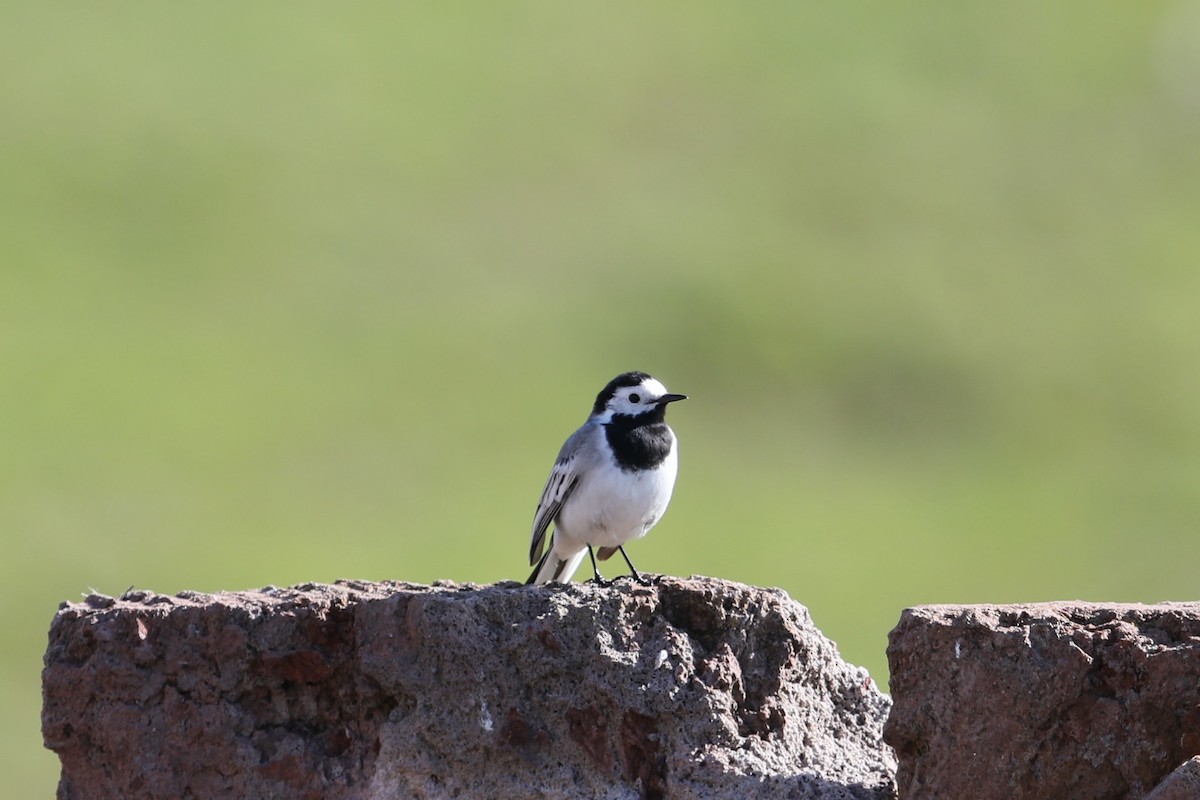 White Wagtail - ML619701135